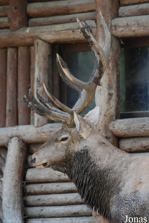 Cervus elaphus bactrianus