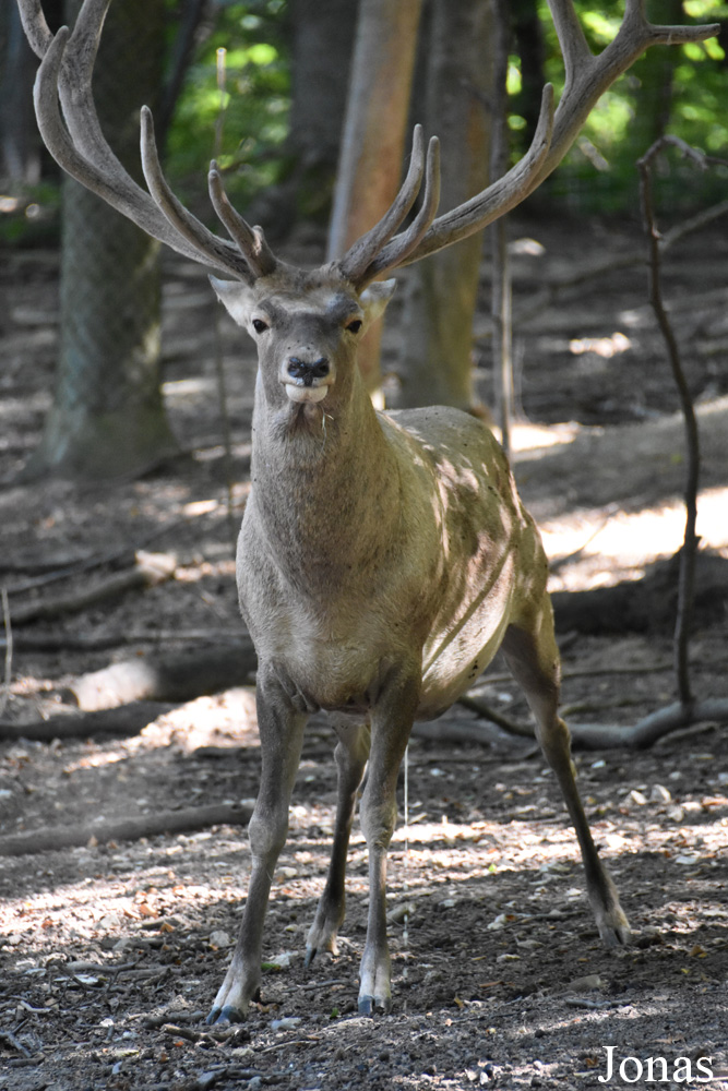 Cervus elaphus bactrianus
