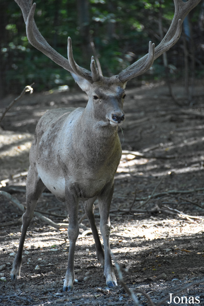 Cervus elaphus bactrianus