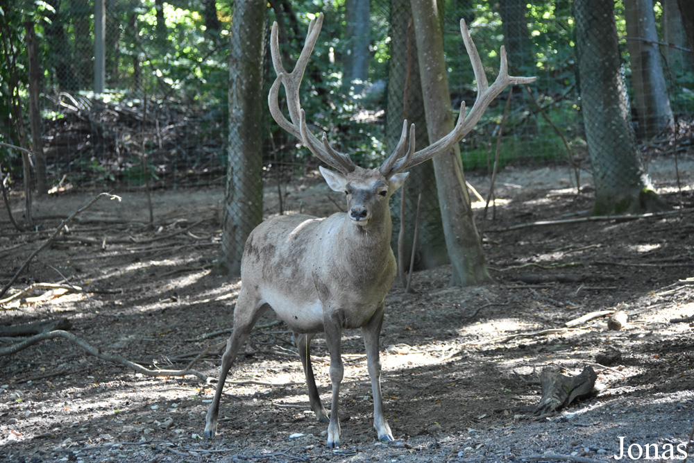 Cervus elaphus bactrianus