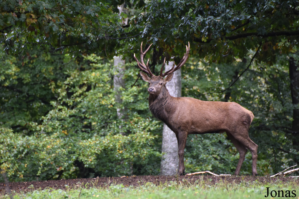 Cervus elaphus hippelaphus