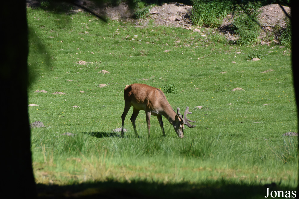 Cervus elaphus hippelaphus