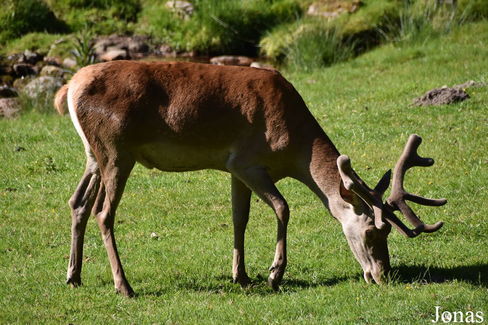 Cervus elaphus hippelaphus