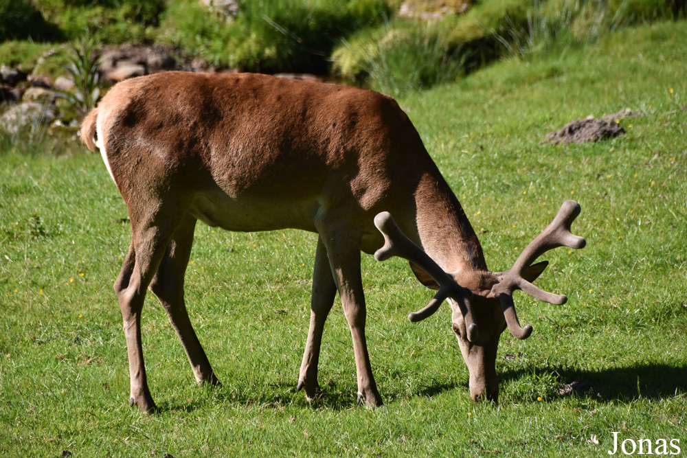 Cervus elaphus hippelaphus