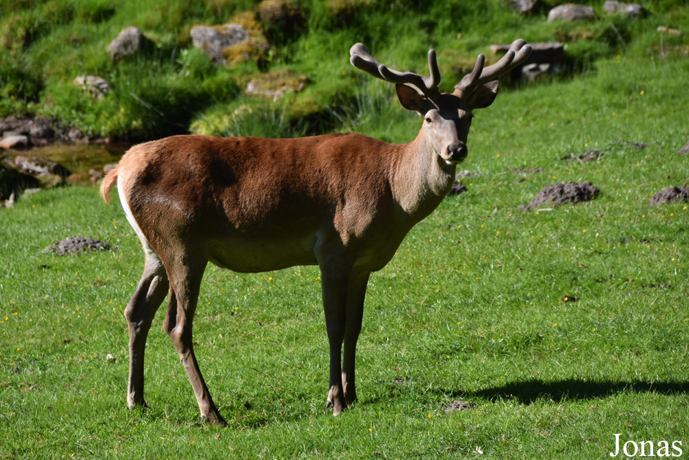Cervus elaphus hippelaphus