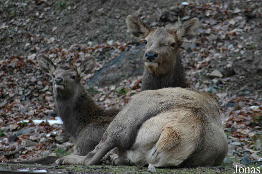 Cervus elaphus hippelaphus