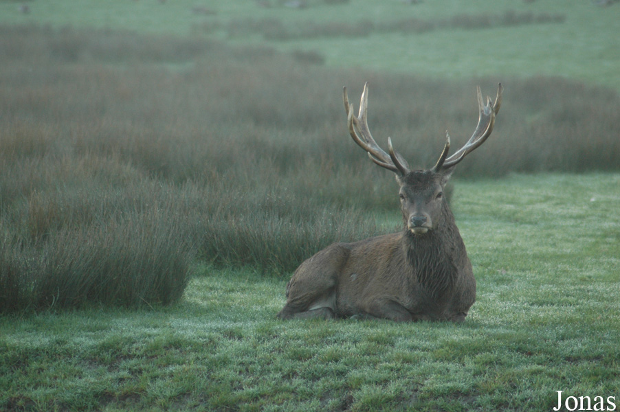 Cervus elaphus hippelaphus