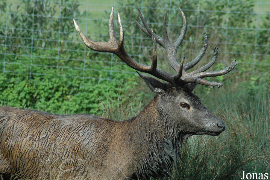 Cervus elaphus hippelaphus