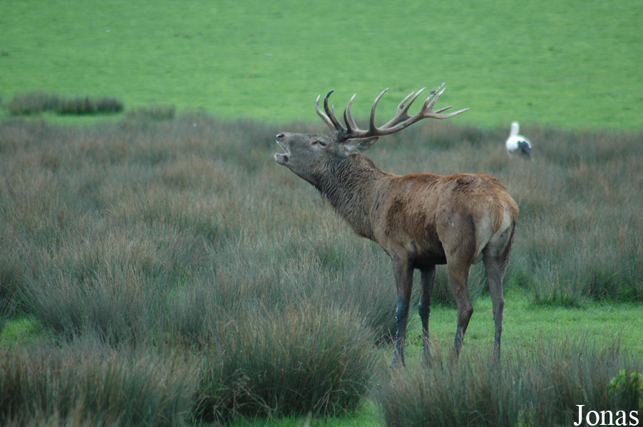 Cervus elaphus hippelaphus