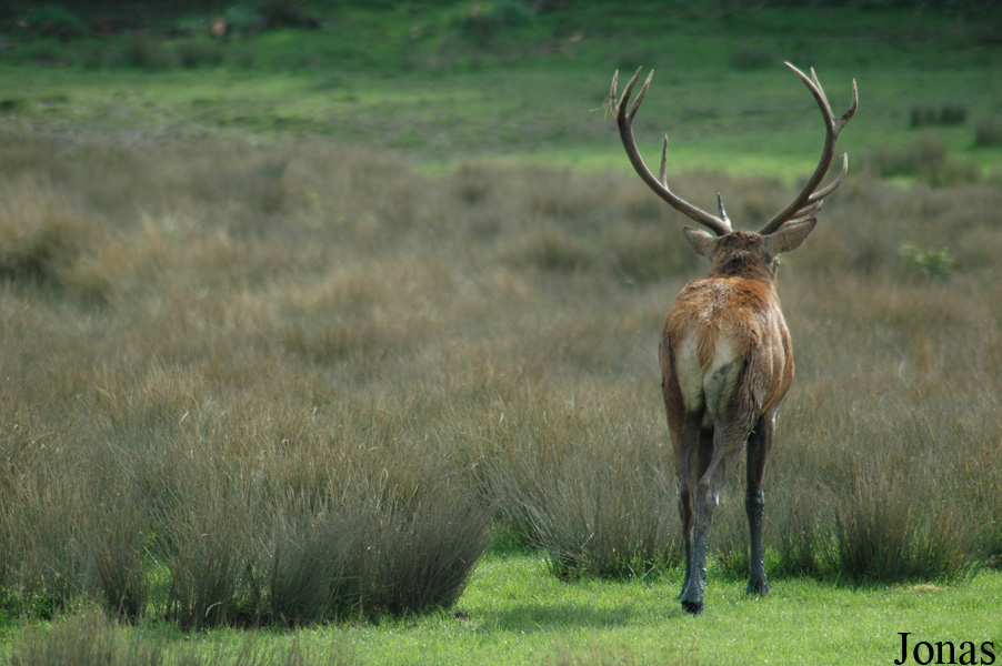 Cervus elaphus hippelaphus