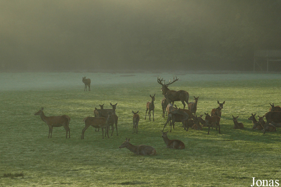 Cervus elaphus hippelaphus