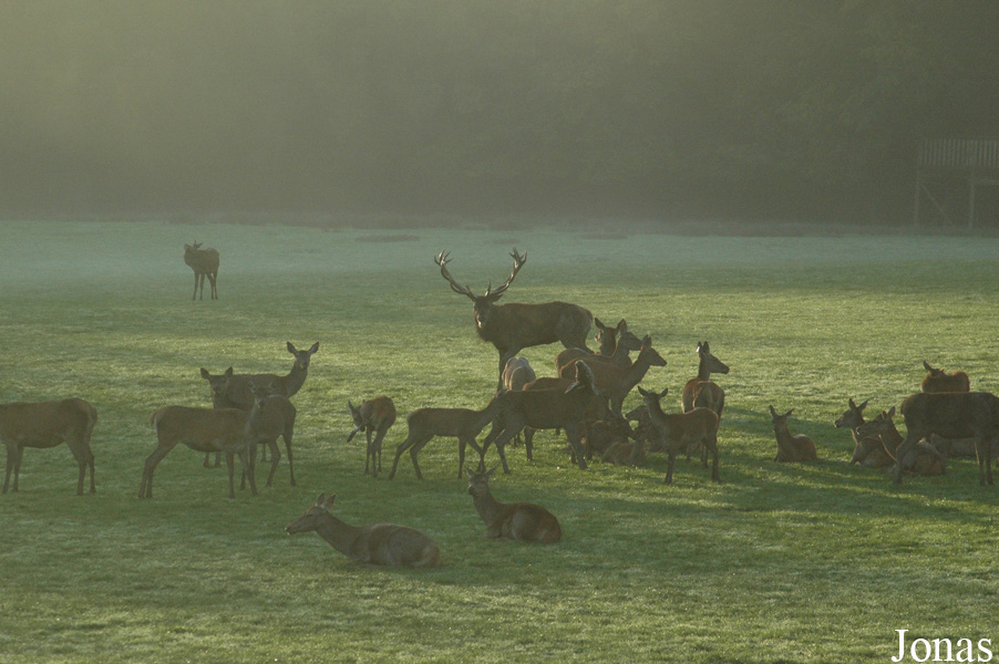 Cervus elaphus hippelaphus