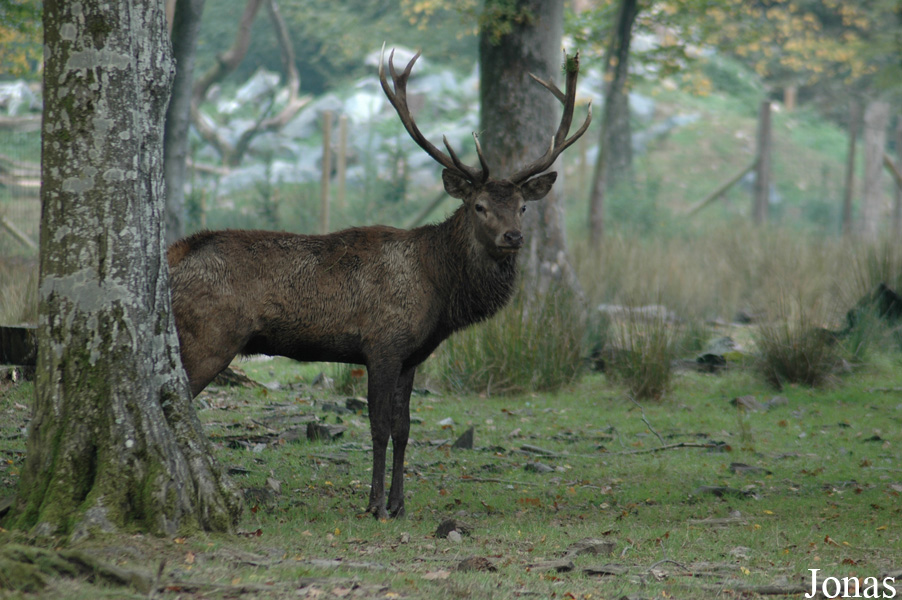 Cervus elaphus hippelaphus