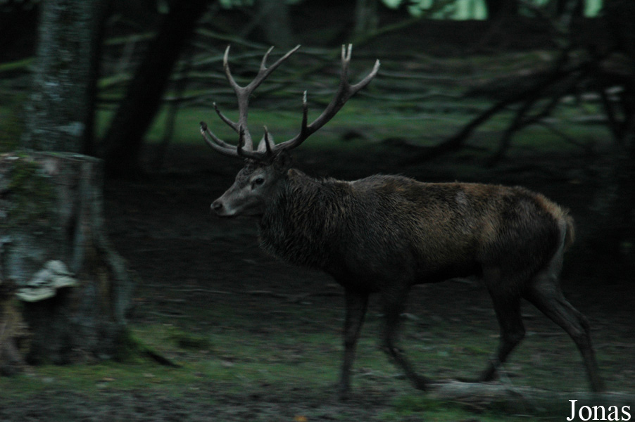 Cervus elaphus hippelaphus