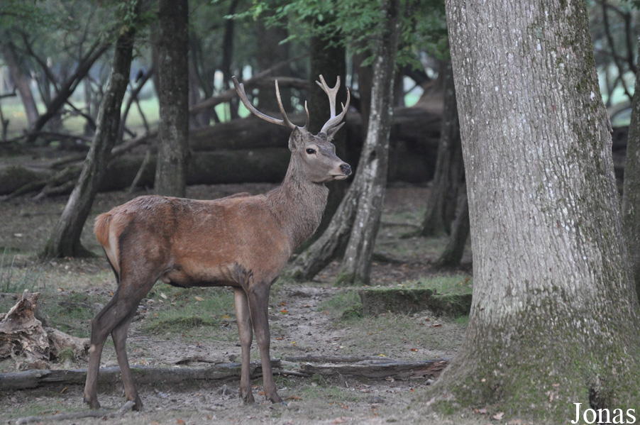 Cervus elaphus hippelaphus