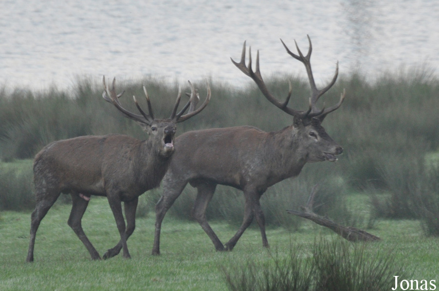 Cervus elaphus hippelaphus