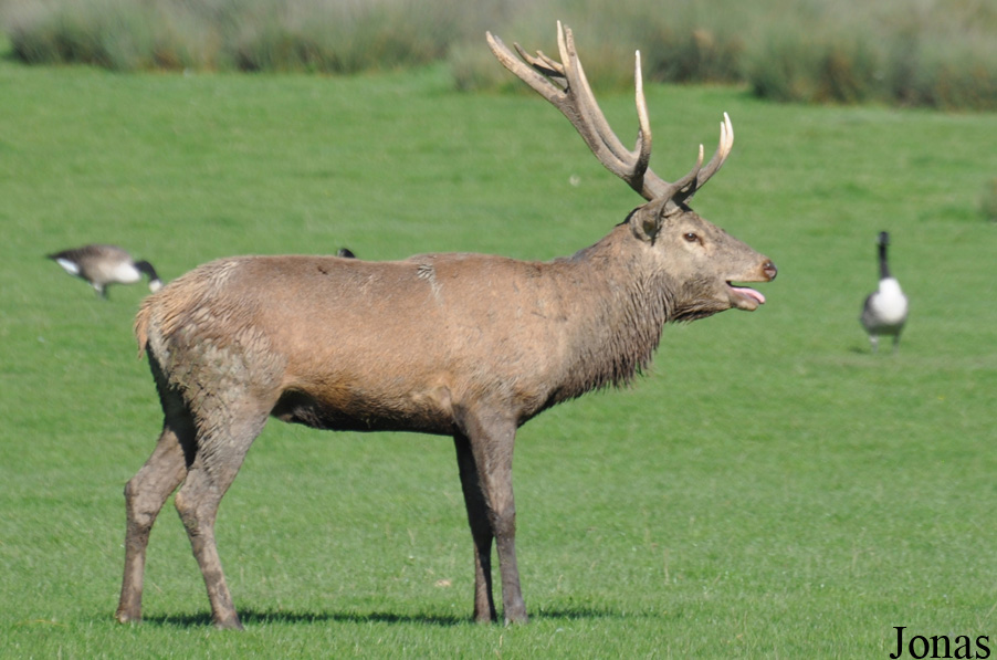 Cervus elaphus hippelaphus