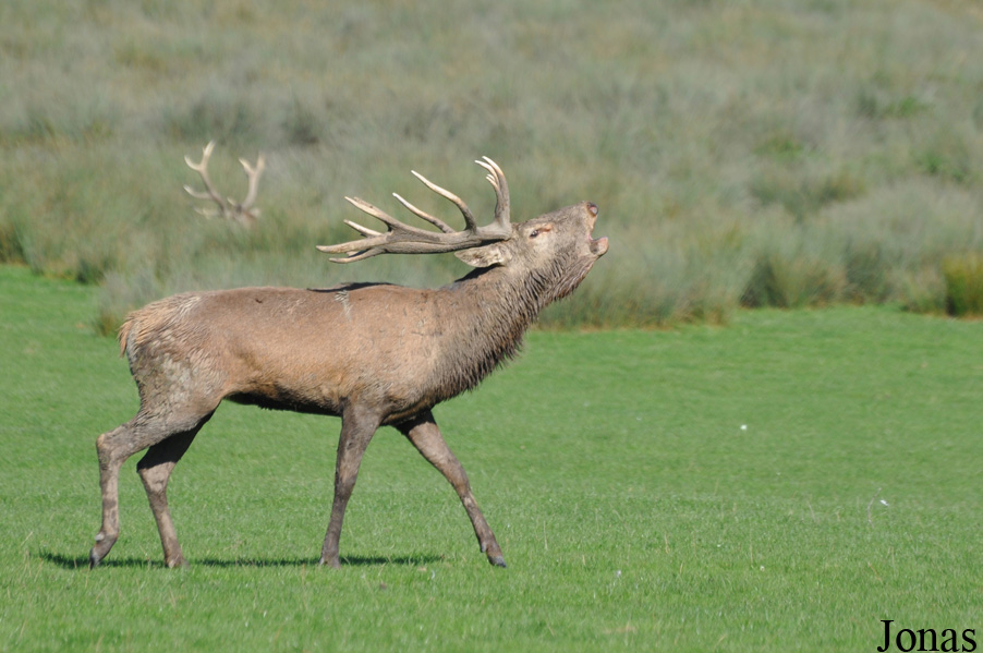 Cervus elaphus hippelaphus