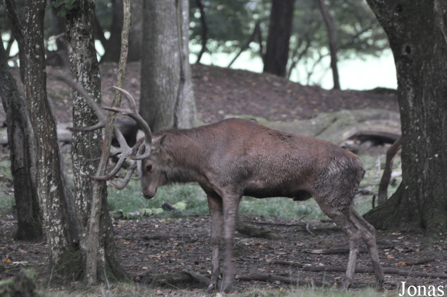 Cervus elaphus hippelaphus