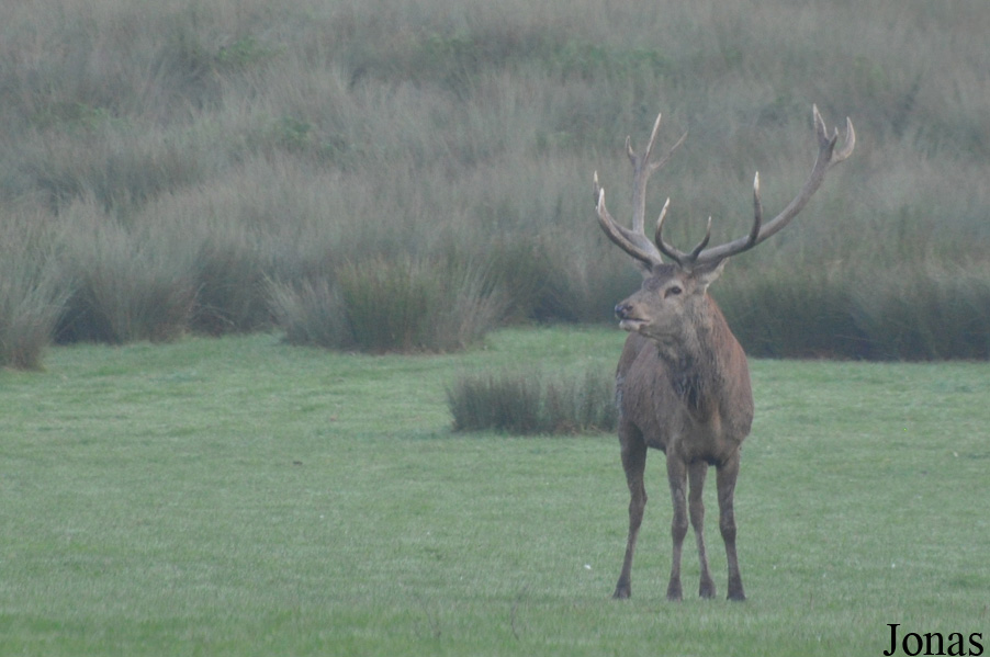 Cervus elaphus hippelaphus