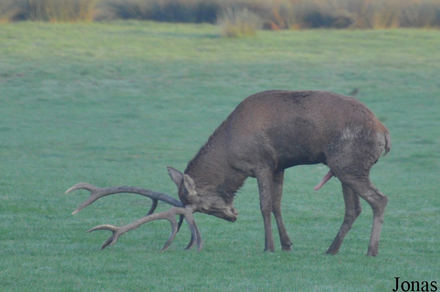 Cervus elaphus hippelaphus