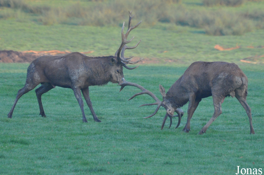 Cervus elaphus hippelaphus