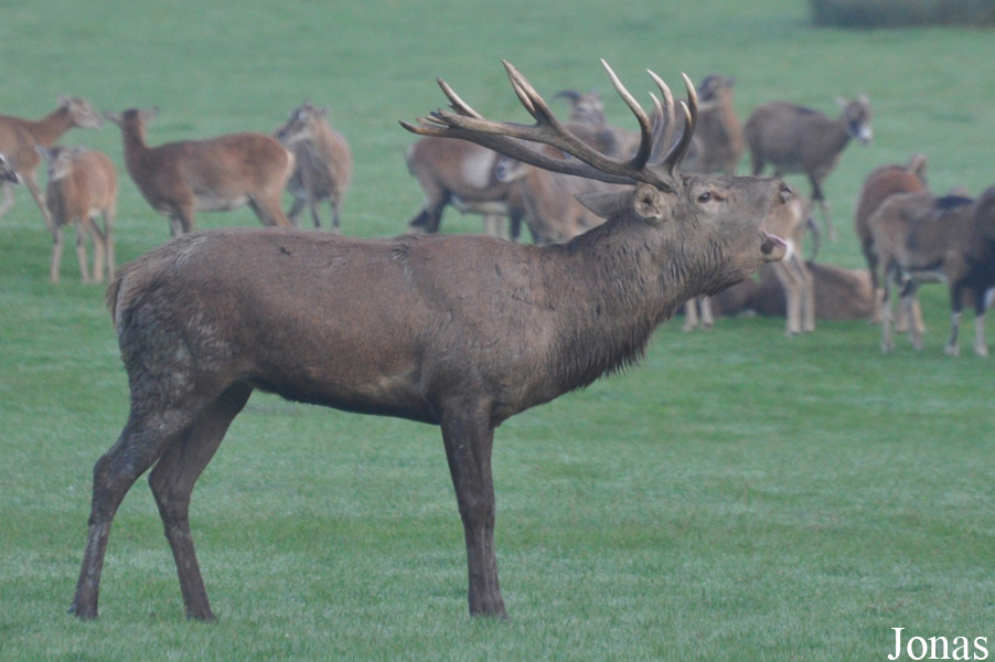 Cervus elaphus hippelaphus