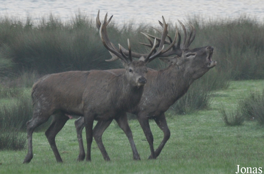 Cervus elaphus hippelaphus