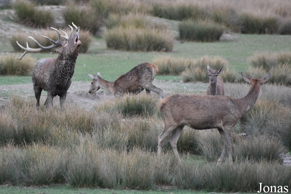 Cervus elaphus hippelaphus