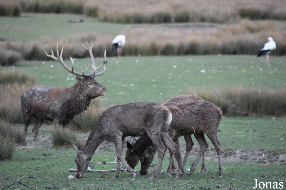 Cervus elaphus hippelaphus