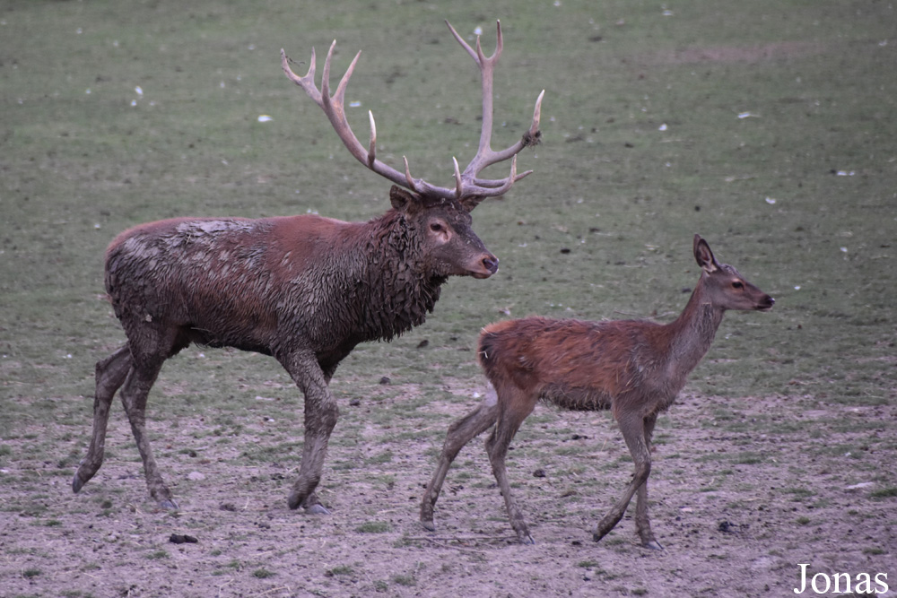 Cervus elaphus hippelaphus