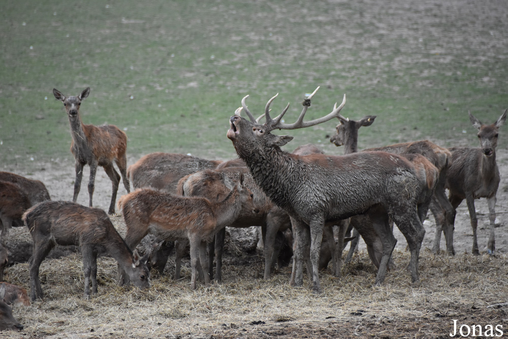 Cervus elaphus hippelaphus