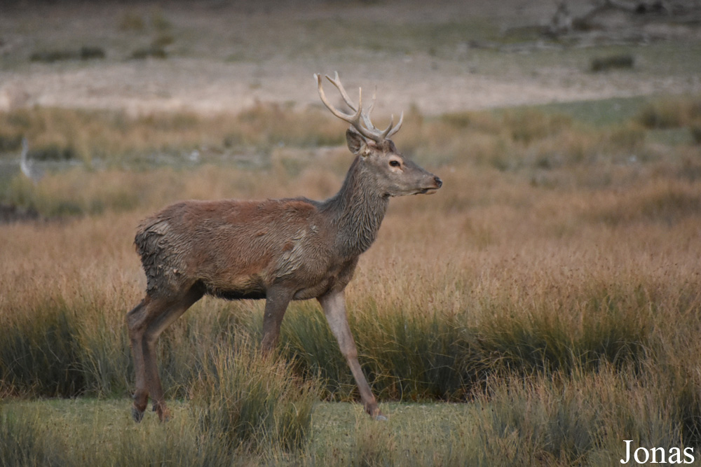 Cervus elaphus hippelaphus