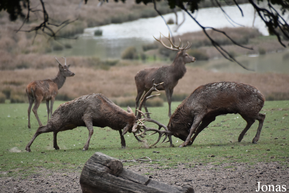 Cervus elaphus hippelaphus