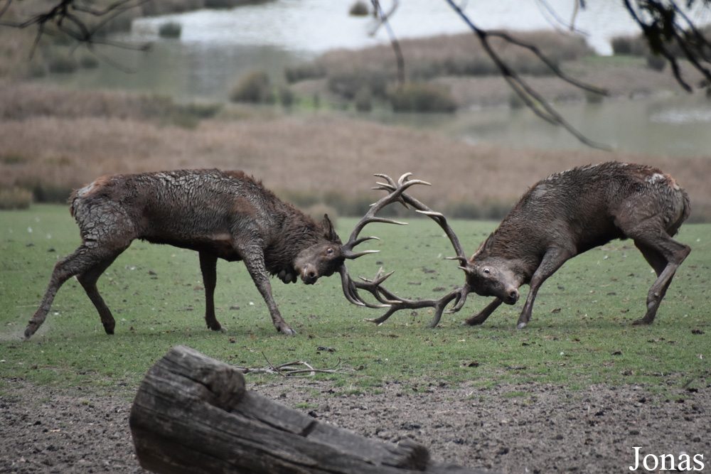 Cervus elaphus hippelaphus