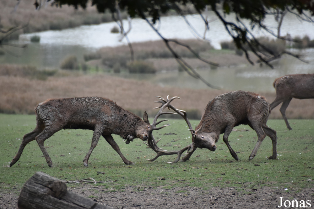 Cervus elaphus hippelaphus