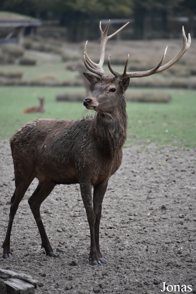 Cervus elaphus hippelaphus