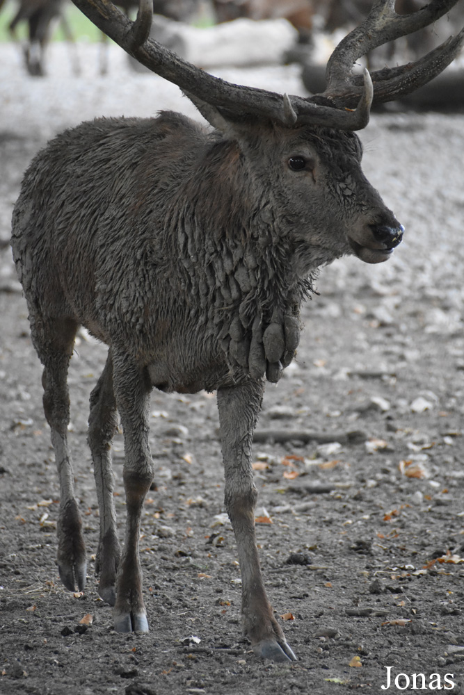 Cervus elaphus hippelaphus