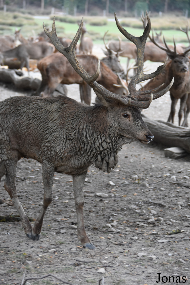 Cervus elaphus hippelaphus