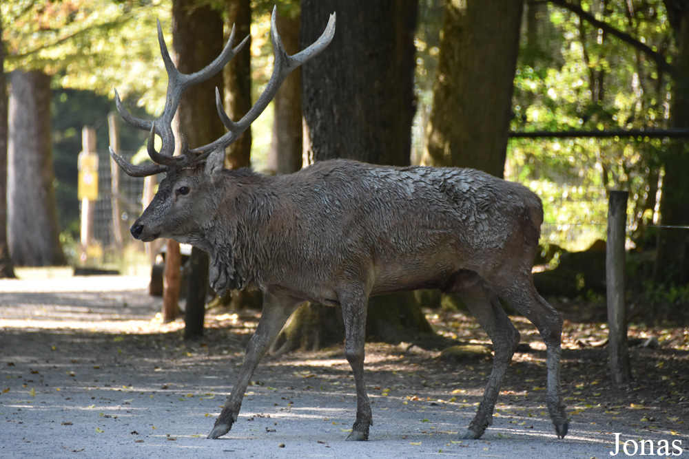 Cervus elaphus hippelaphus