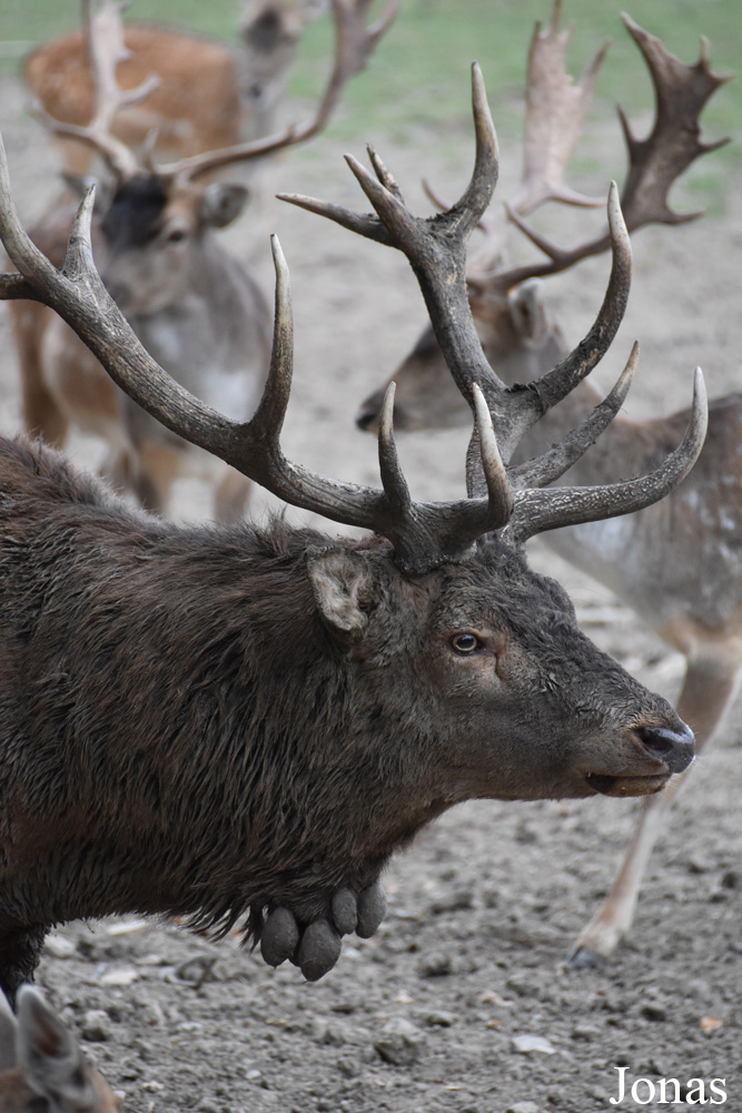 Cervus elaphus hippelaphus