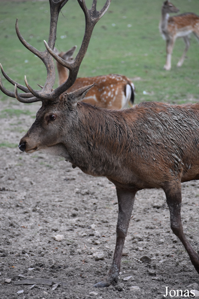 Cervus elaphus hippelaphus