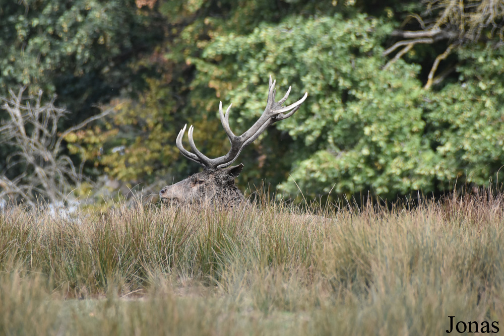Cervus elaphus hippelaphus