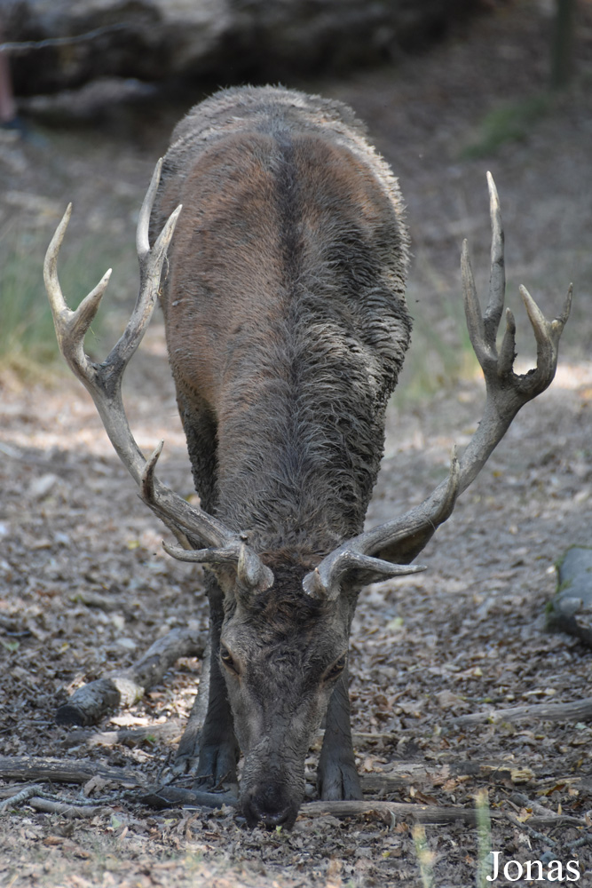 Cervus elaphus hippelaphus