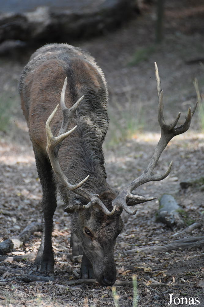 Cervus elaphus hippelaphus