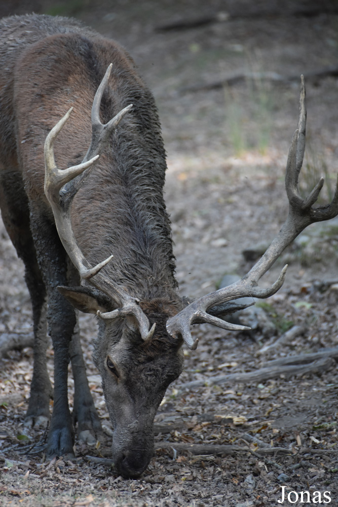 Cervus elaphus hippelaphus