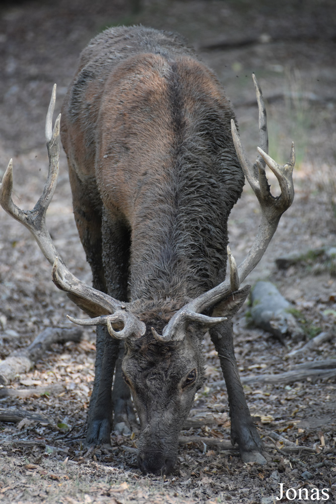 Cervus elaphus hippelaphus