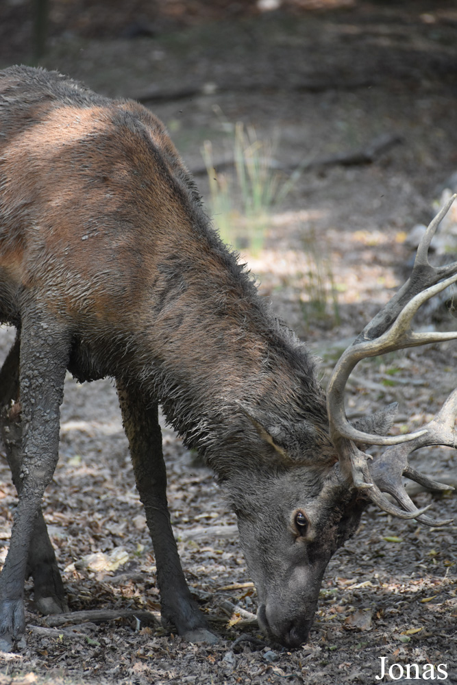 Cervus elaphus hippelaphus