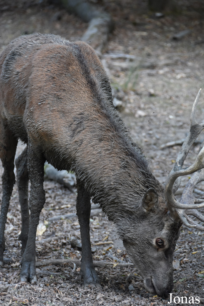 Cervus elaphus hippelaphus