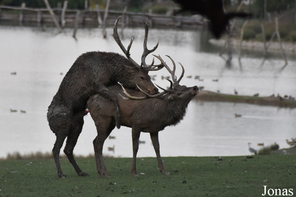 Cervus elaphus hippelaphus